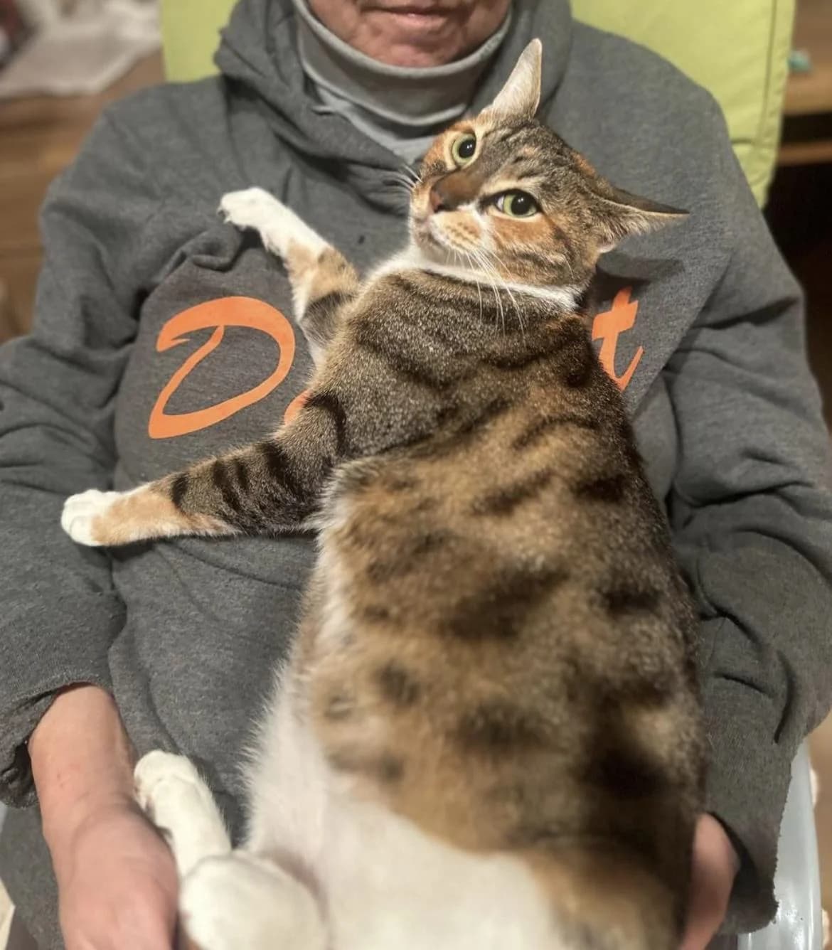 Vasilissa 🐾 die Wunderschöne, female mixed breed for adoption at Heroes for Cyprus Cats / Zypernkatzen — photo 5 of 10