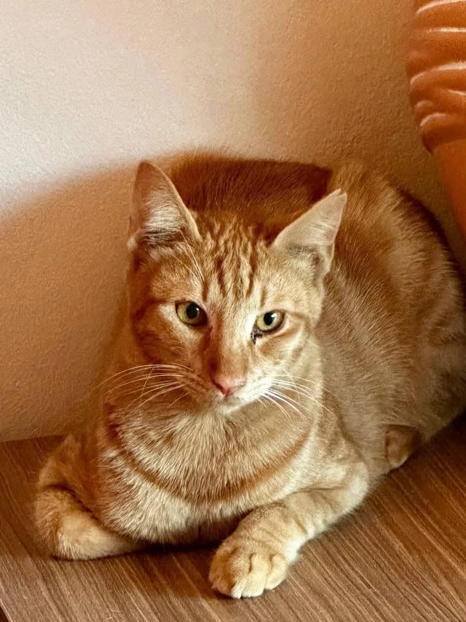 Martin 🐾 der Männliche, male mixed breed for adoption at Heroes for Cyprus Cats / Zypernkatzen