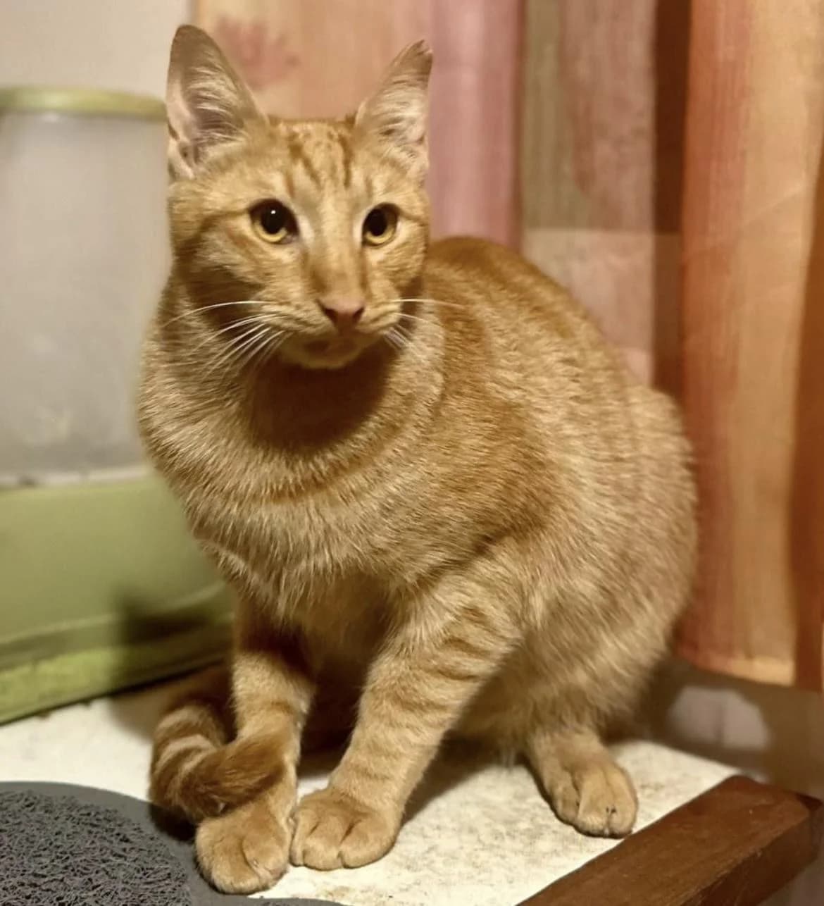 Martin 🐾 der Männliche, male mixed breed for adoption at Heroes for Cyprus Cats / Zypernkatzen — photo 2 of 10