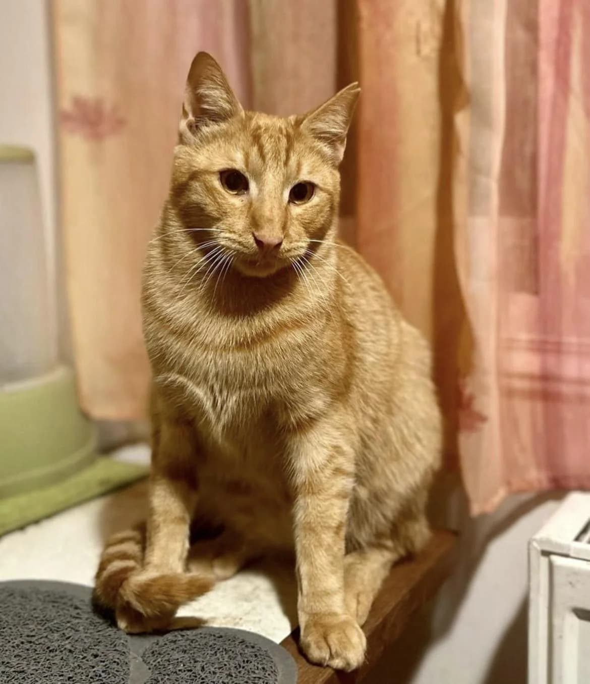 Martin 🐾 der Männliche, male mixed breed for adoption at Heroes for Cyprus Cats / Zypernkatzen — photo 3 of 10