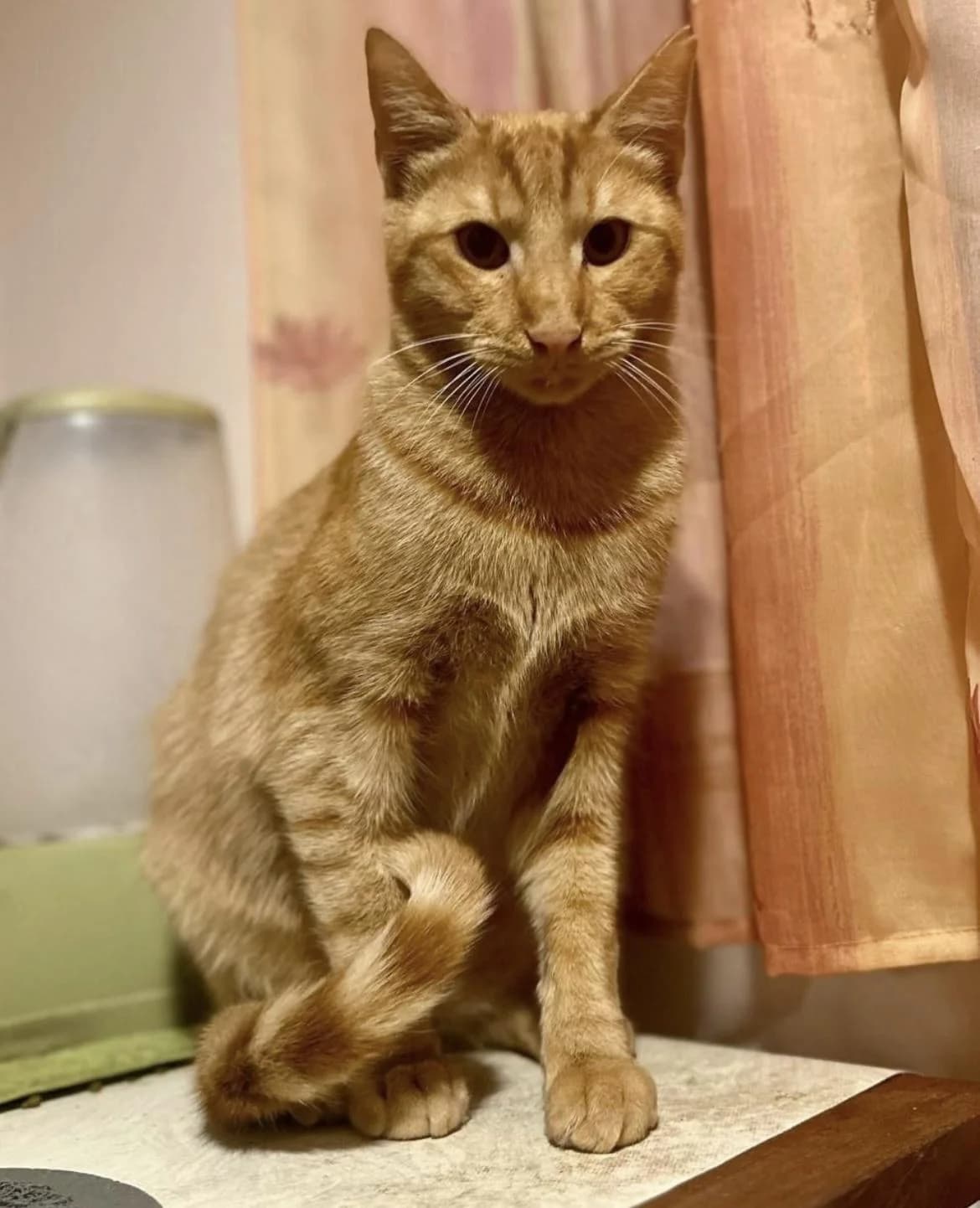 Martin 🐾 der Männliche, male mixed breed for adoption at Heroes for Cyprus Cats / Zypernkatzen — photo 4 of 10