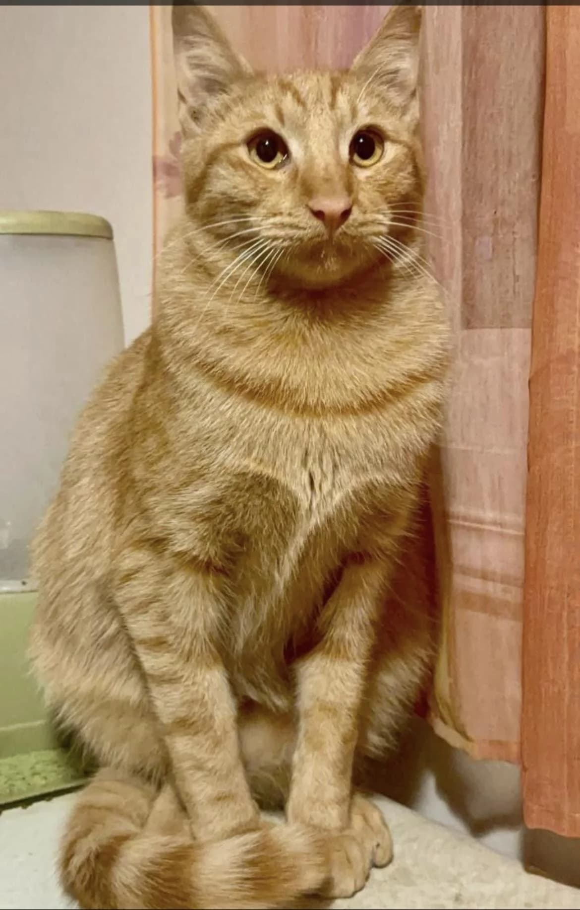 Martin 🐾 der Männliche, male mixed breed for adoption at Heroes for Cyprus Cats / Zypernkatzen — photo 5 of 10