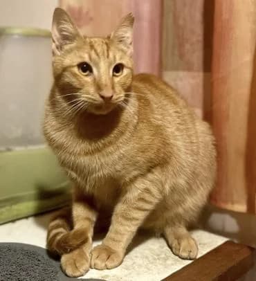 Martin 🐾 der Männliche, male mixed breed for adoption at Heroes for Cyprus Cats / Zypernkatzen — photo 7 of 10