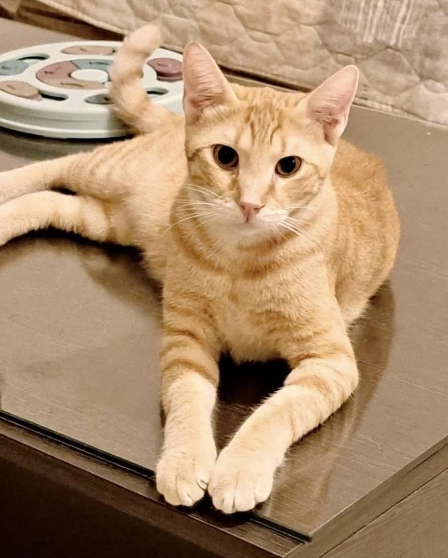 Mandarino 🐾 die Vitaminbombe 🍊, male young mixed breed for adoption at Heroes for Cyprus Cats / Zypernkatzen, Kirchheim bei München