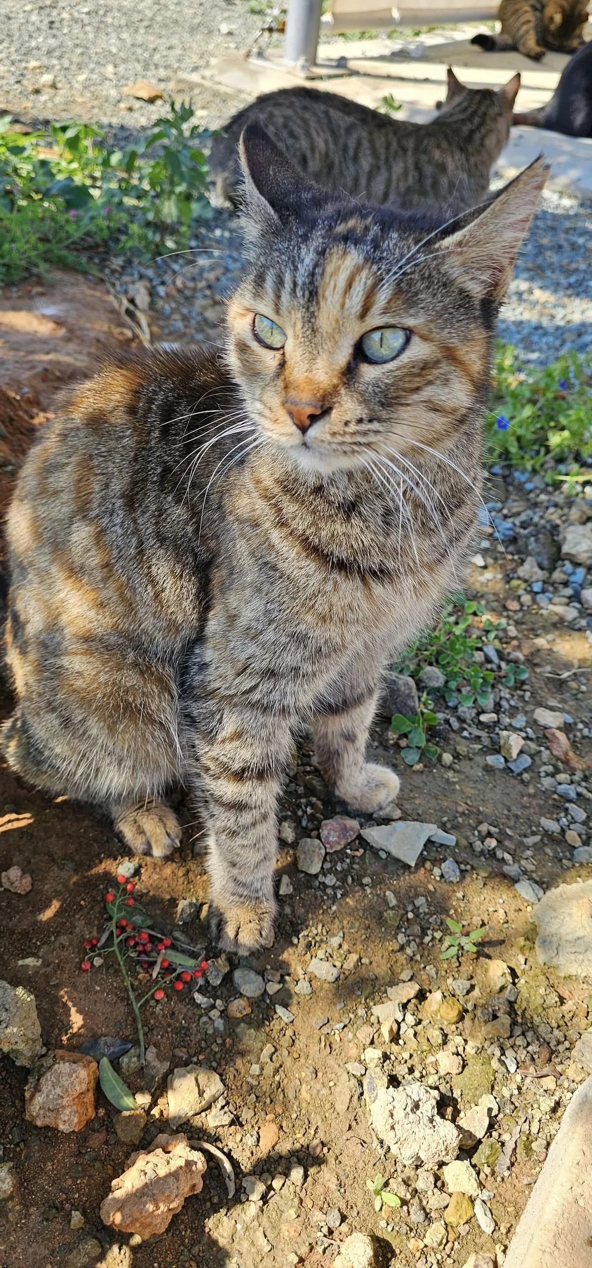 Venezia 🐾 neugierig und verschmust, female young mixed breed for adoption at Heroes for Cyprus Cats / Zypernkatzen, Kirchheim bei München