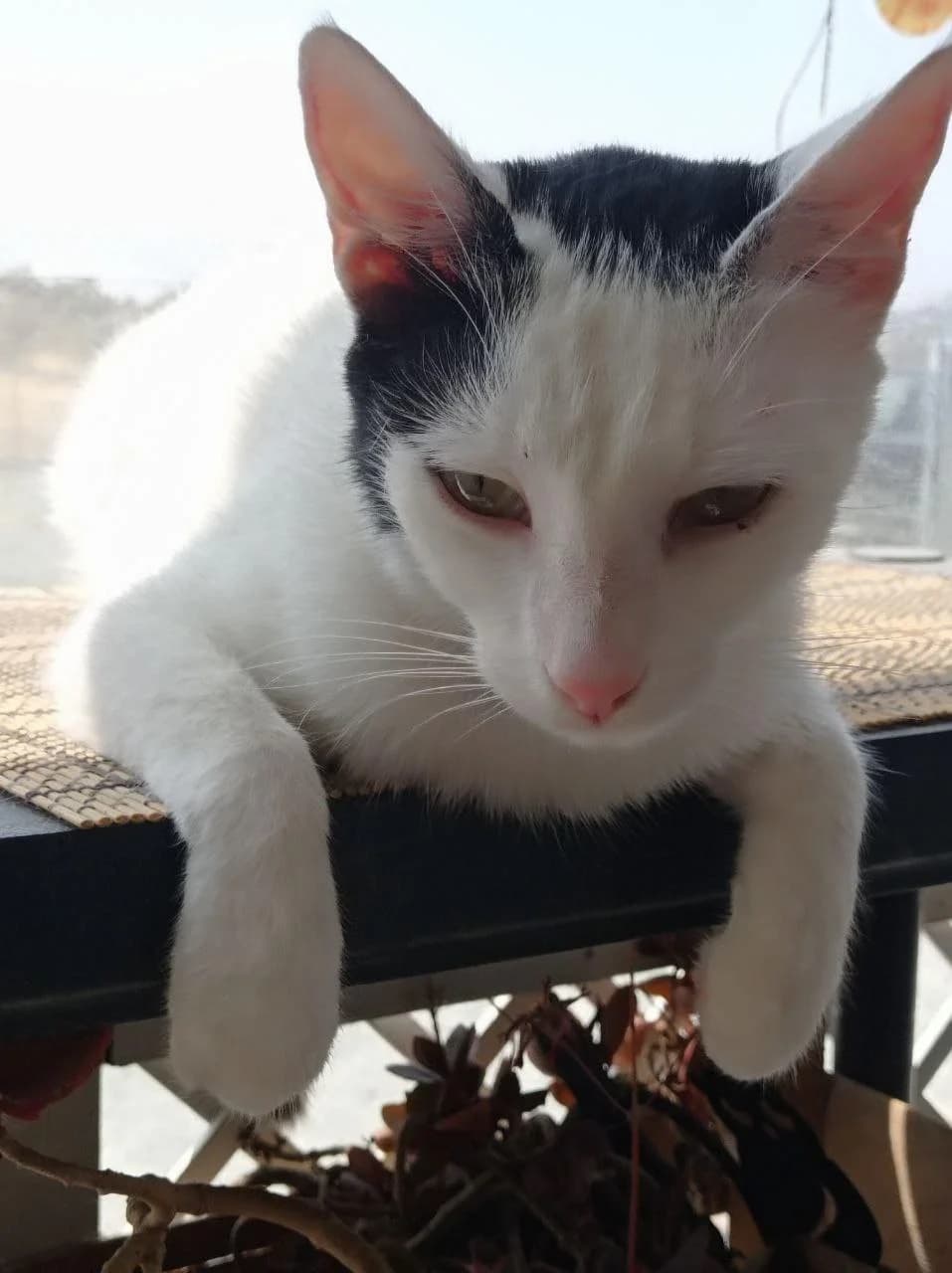 Dinos 🐱, male young mixed breed for adoption at Heroes for Cyprus Cats / Zypernkatzen, Kirchheim bei München
