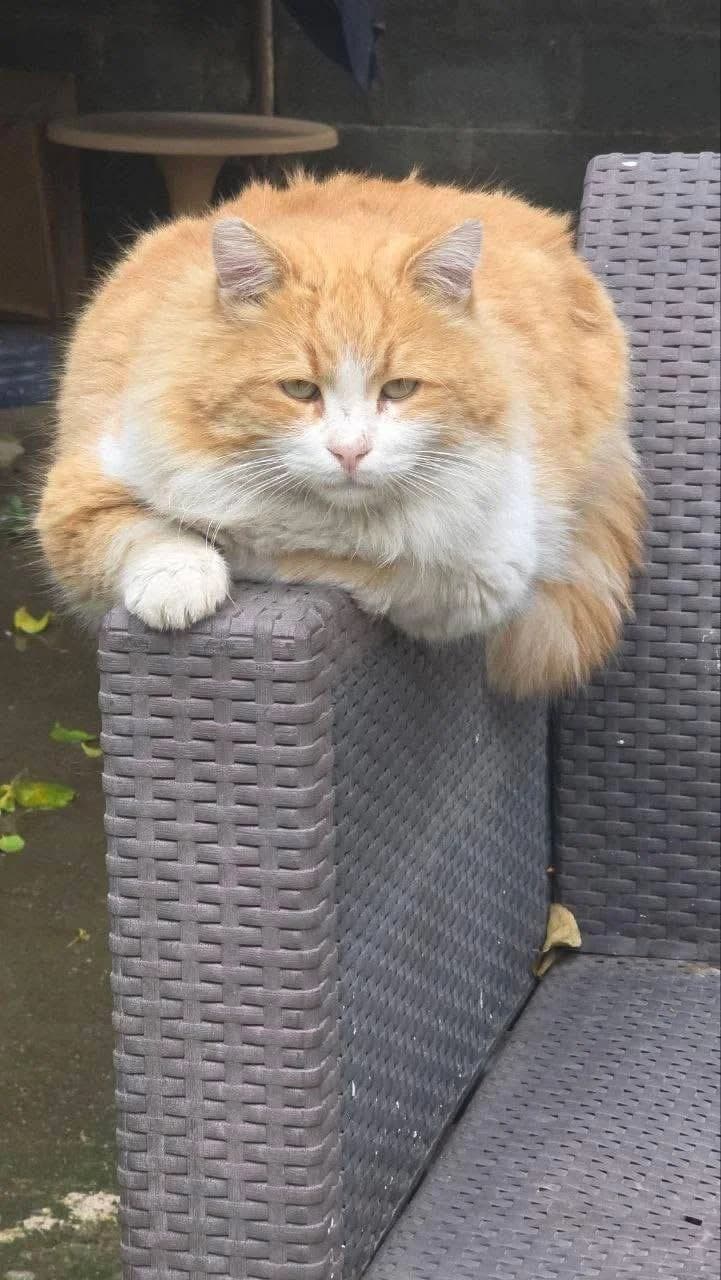 Strudel 🐾, male 6yo mixed breed for adoption at Heroes for Cyprus Cats / Zypernkatzen, Kirchheim bei München