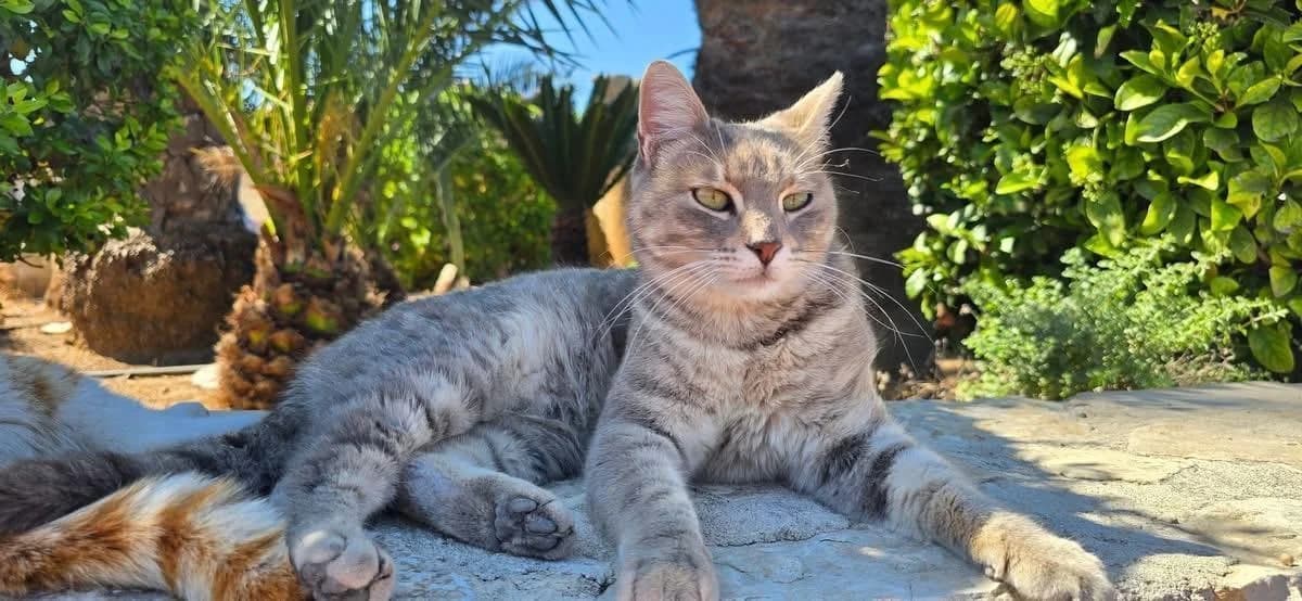 Ersa 🐾 die Schönheit vom Kloster, female 4yo mixed breed for adoption at Heroes for Cyprus Cats / Zypernkatzen, Kirchheim bei München