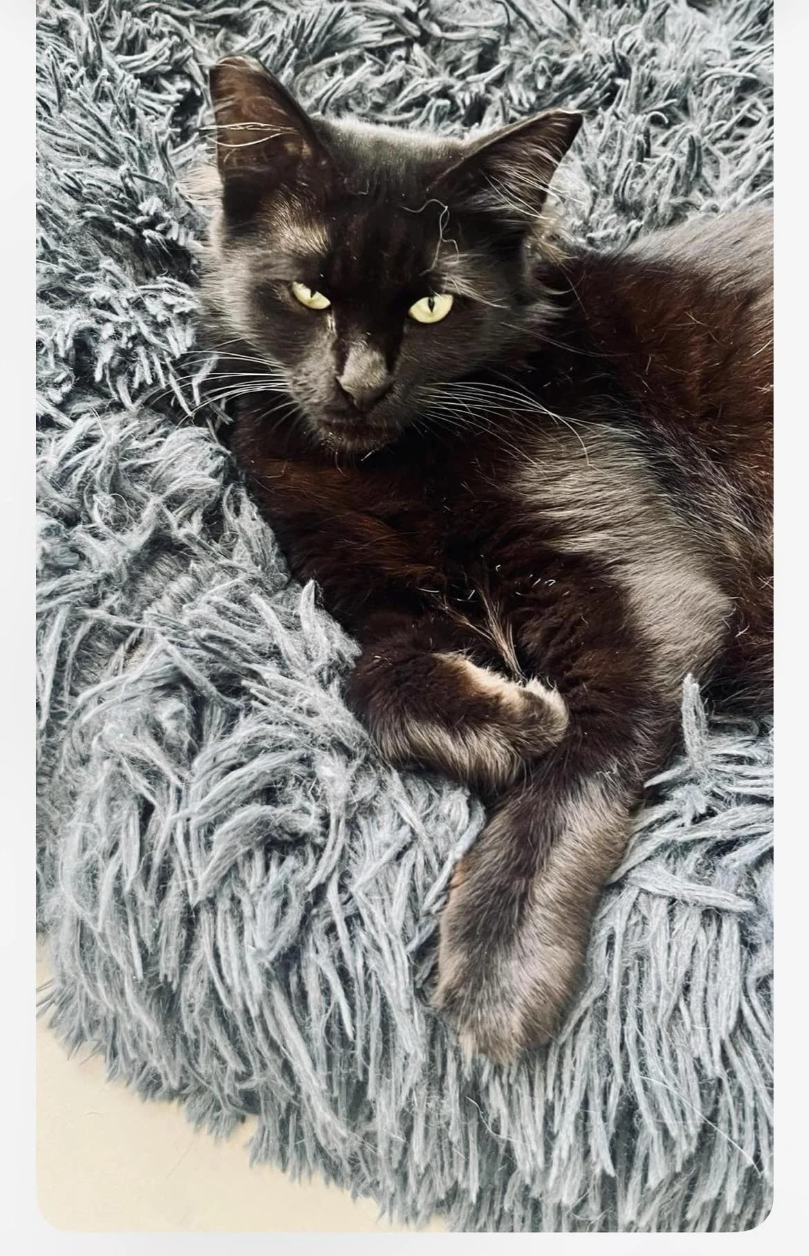 Pantera, female 4yo mixed breed for adoption at Heroes for Cyprus Cats / Zypernkatzen, Kirchheim bei München