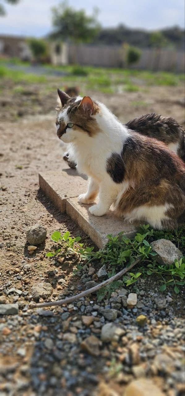 Ostara, female senior mixed breed for adoption at Heroes for Cyprus Cats / Zypernkatzen, Kirchheim bei München