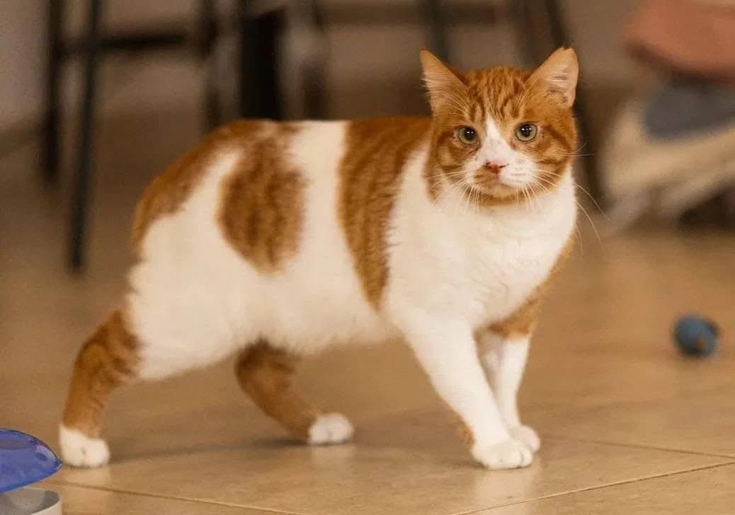 Bob 🐾 die Bobtail, male young mixed breed for adoption at Heroes for Cyprus Cats / Zypernkatzen, Kirchheim bei München