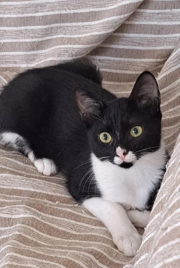 Tasha 🐾, female young mixed breed for adoption at Heroes for Cyprus Cats / Zypernkatzen, Kirchheim bei München