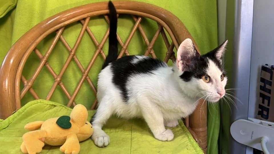 Michelle 🐾 mit den Fledermausohren, female young mixed breed for adoption at Heroes for Cyprus Cats / Zypernkatzen, Kirchheim bei München