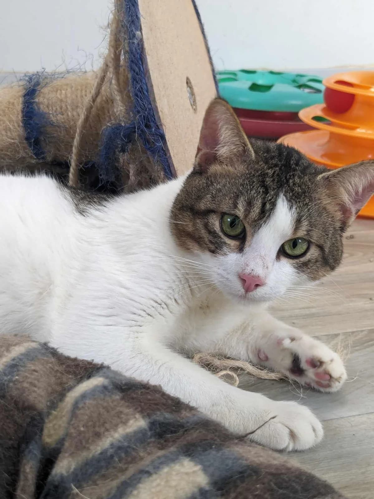 Martins 🐾 Kuschelt sich in dein Herz, male young mixed breed for adoption at Heroes for Cyprus Cats / Zypernkatzen, Kirchheim bei München