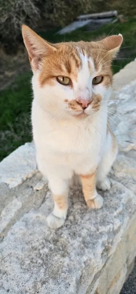 Lessa 🐾 einfach lieb, female young mixed breed for adoption at Heroes for Cyprus Cats / Zypernkatzen, Kirchheim bei München