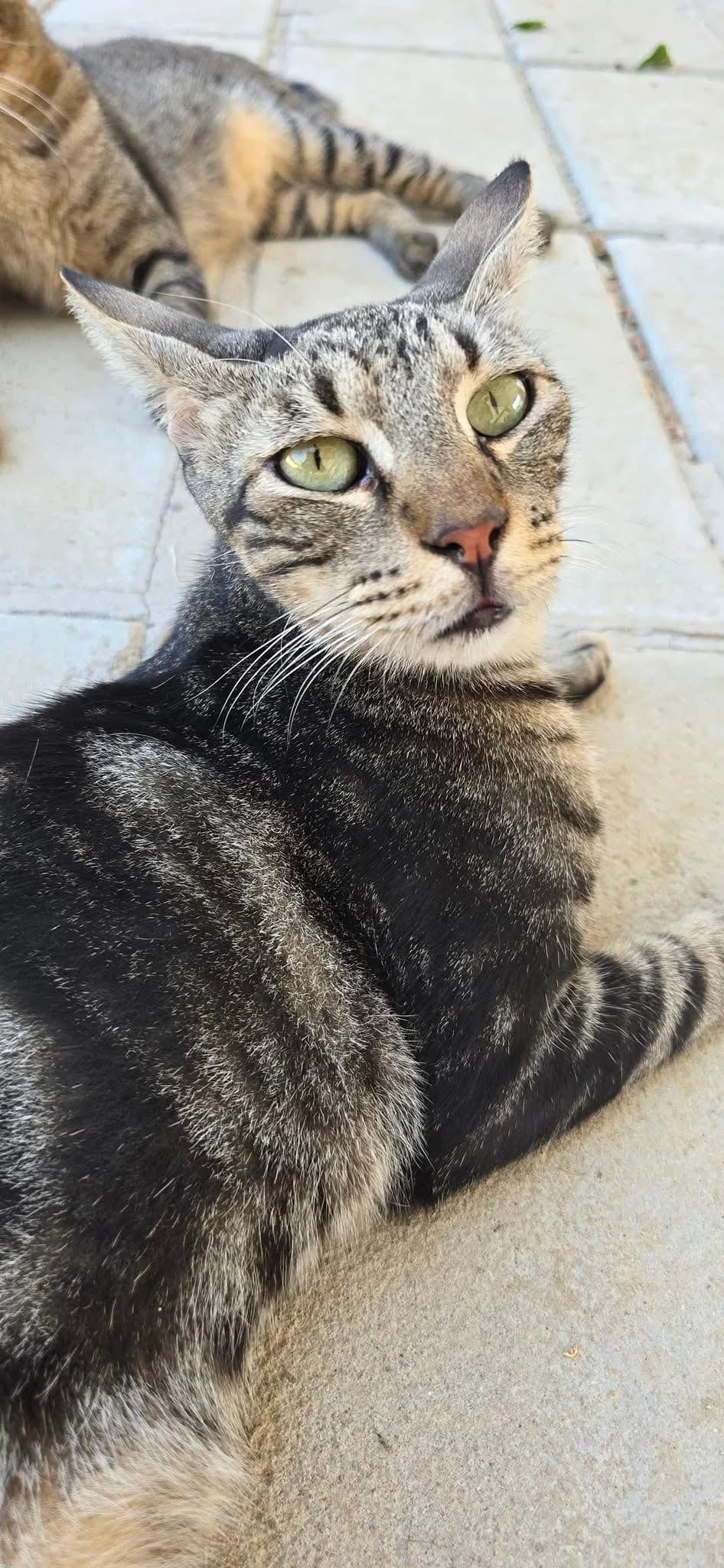 Mercus, male 5yo mixed breed for adoption at Heroes for Cyprus Cats / Zypernkatzen, Kirchheim bei München
