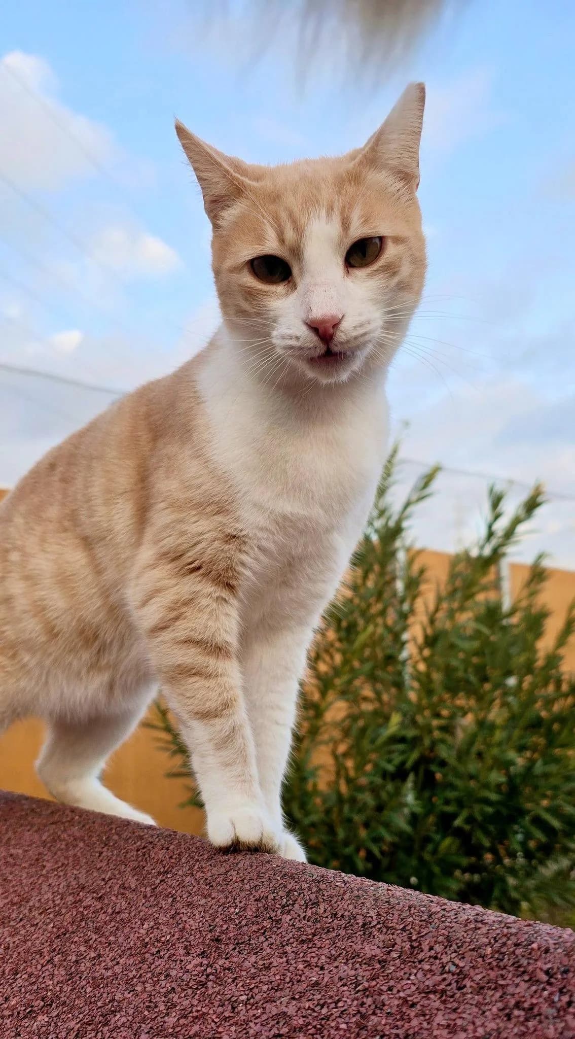 Allie 🐱 verlassene Schmusebacke, female young mixed breed for adoption at Heroes for Cyprus Cats / Zypernkatzen, Kirchheim bei München