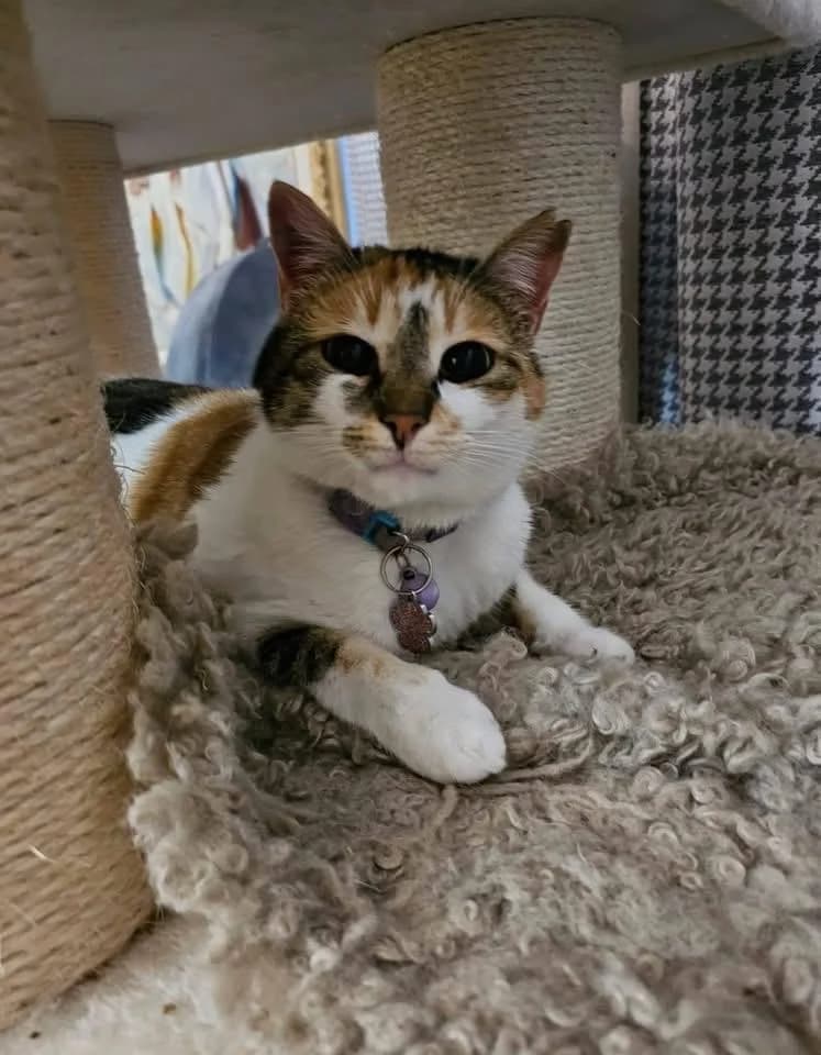 Susu & Tony 🐾, female young mixed breed for adoption at Heroes for Cyprus Cats / Zypernkatzen, Kirchheim bei München