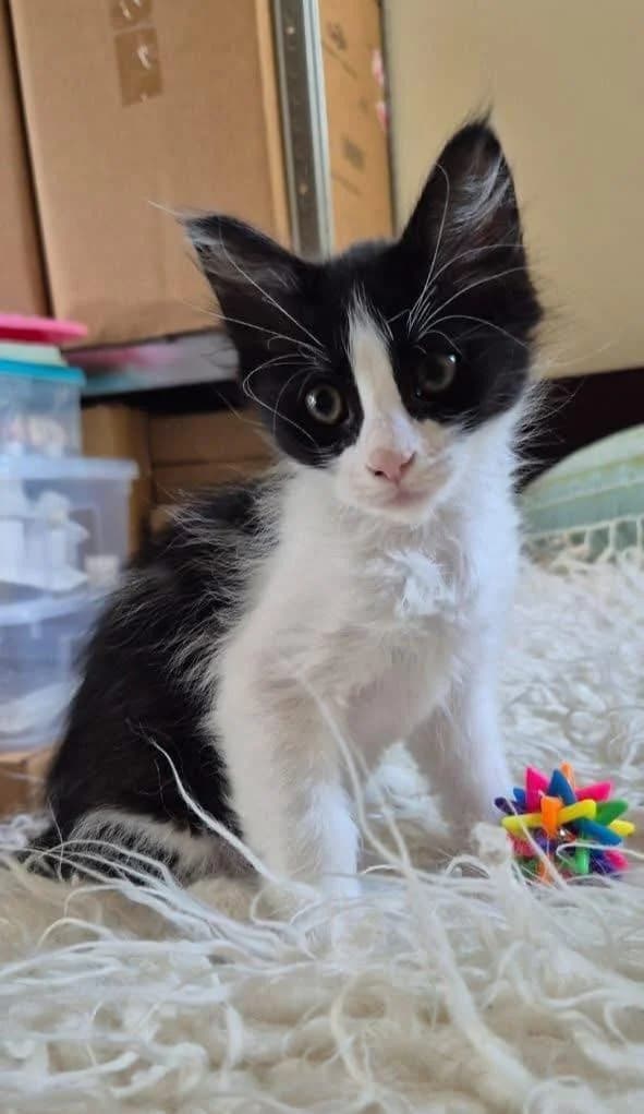 Kushi 🐾 mit dem Kuschelfell, schwarz female puppy mixed breed for adoption at Heroes for Cyprus Cats / Zypernkatzen, Kirchheim bei München