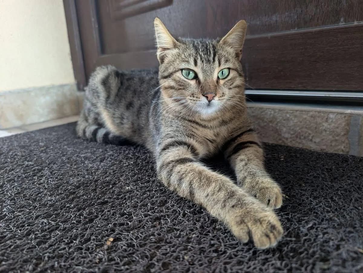 CJ 🐾 der kleine Wachhund, male young mixed breed for adoption at Heroes for Cyprus Cats / Zypernkatzen, Kirchheim bei München