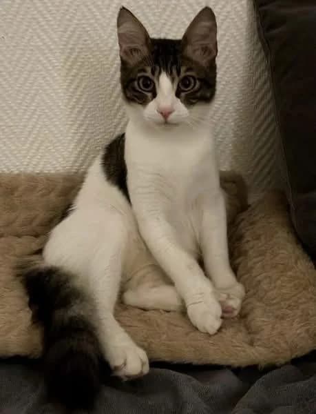 Grimm 🐾 liebenswert & charakterstark, male young mixed breed for adoption at Heroes for Cyprus Cats / Zypernkatzen, Kirchheim bei München