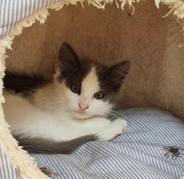 Vibi 🐾, female puppy mixed breed for adoption at Heroes for Cyprus Cats / Zypernkatzen, Kirchheim bei München