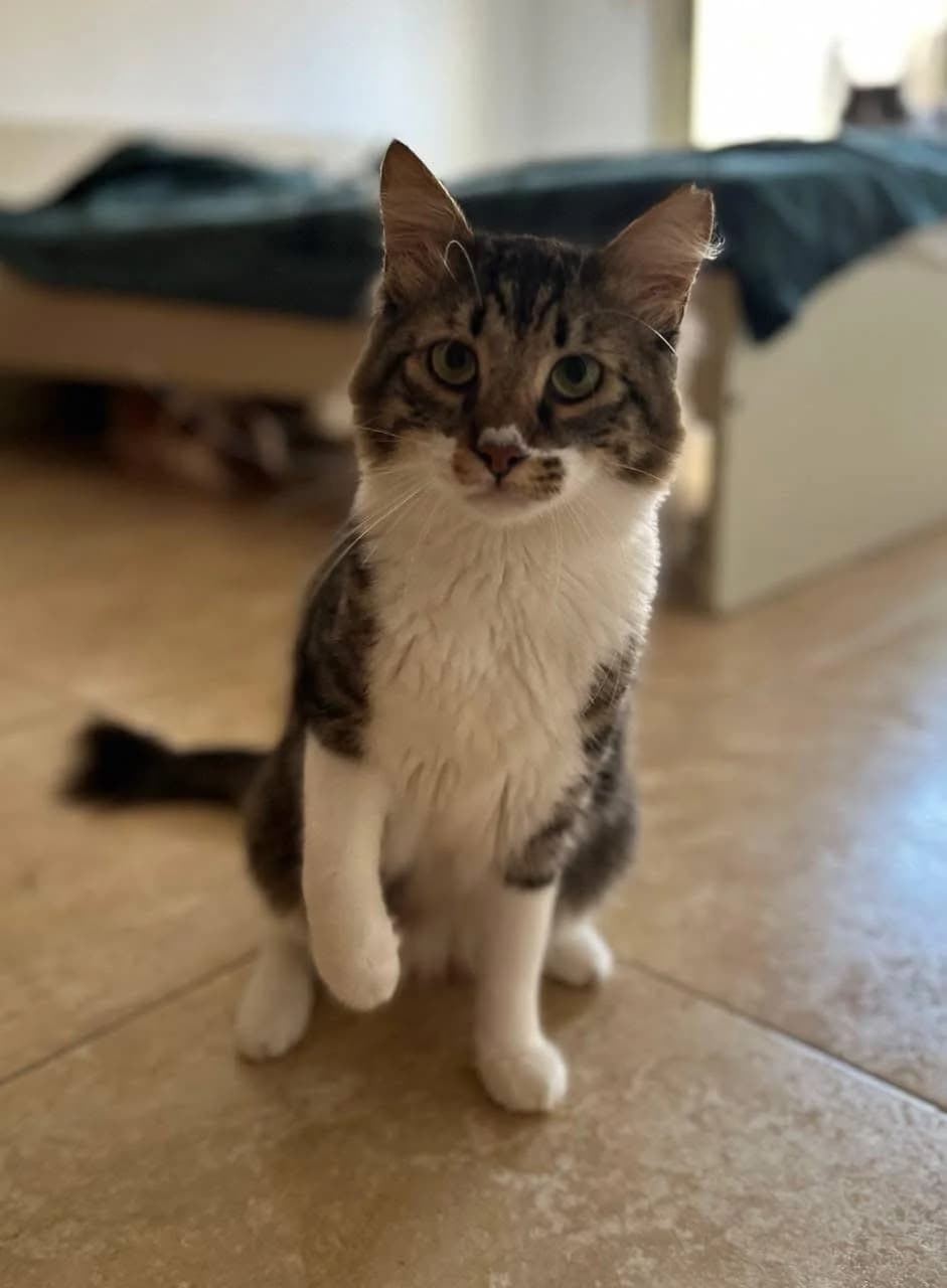 Wolfie 🐾, male young mixed breed for adoption at Heroes for Cyprus Cats / Zypernkatzen, Kirchheim bei München