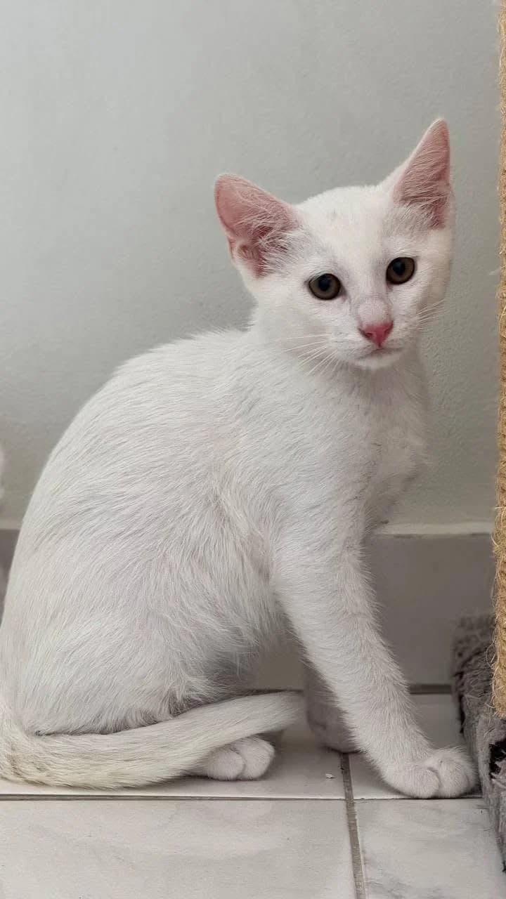 Malfoy, male young mixed breed for adoption at Heroes for Cyprus Cats / Zypernkatzen, Kirchheim bei München