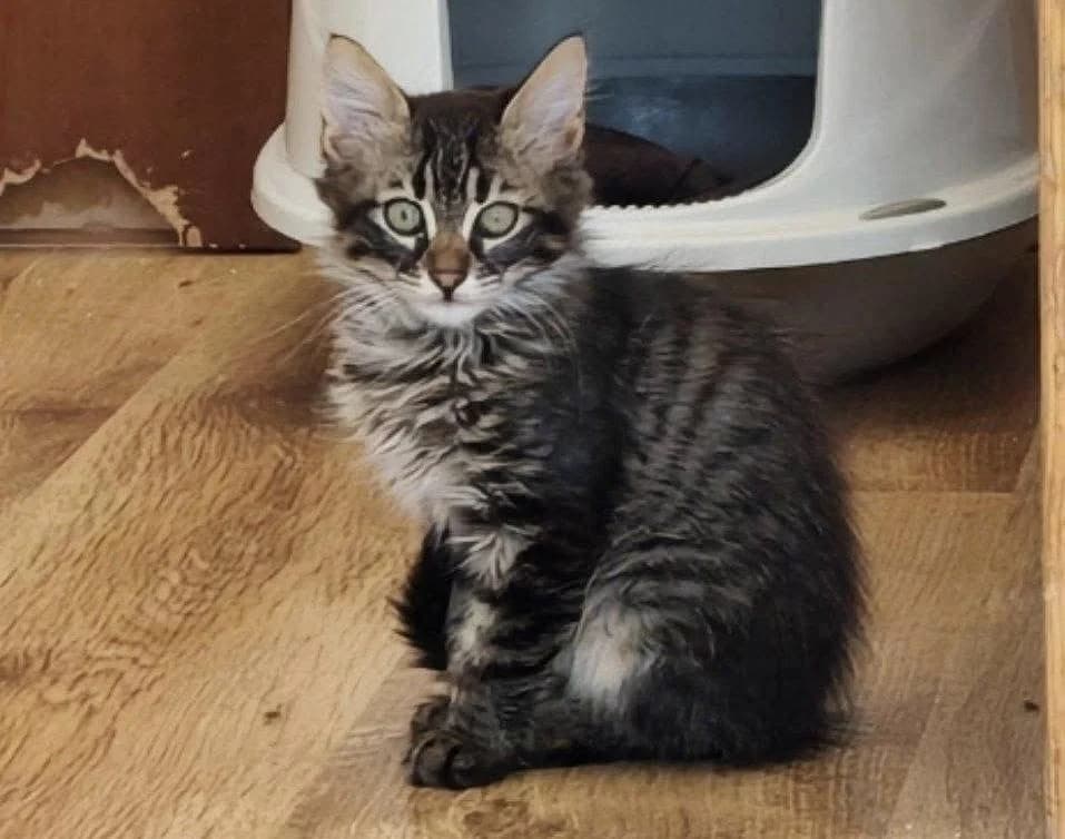 Dali 🐾 kennt Kinder, male puppy mixed breed for adoption at Heroes for Cyprus Cats / Zypernkatzen, Kirchheim bei München