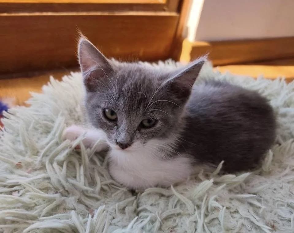 Venera 🐾 kennt Kinder, grau female puppy mixed breed for adoption at Heroes for Cyprus Cats / Zypernkatzen, Kirchheim bei München