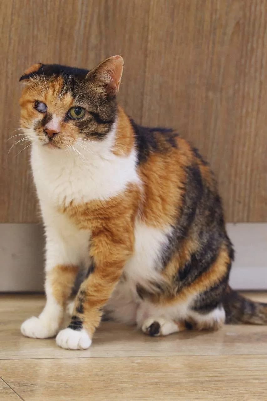 Wagmi 🐾 gezeichnet vom Straßenleben, female 3yo mixed breed for adoption at Heroes for Cyprus Cats / Zypernkatzen, Kirchheim bei München