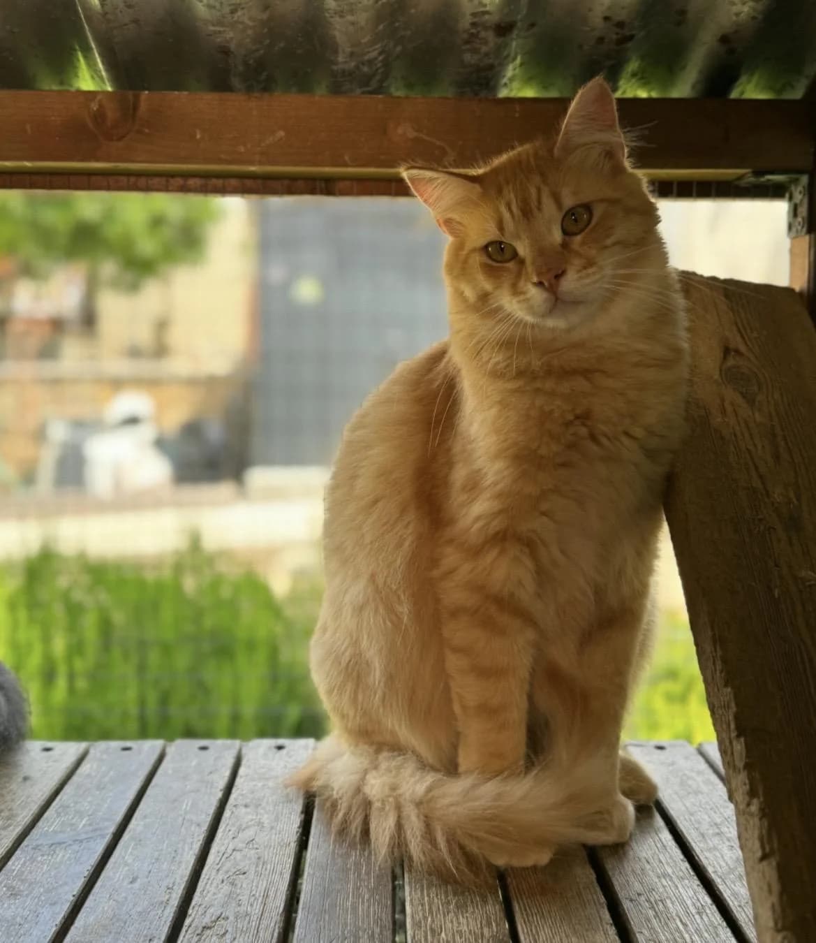 Takis 🐾 belohnt deine Geduld mit Liebe, rot male young mixed breed for adoption at Heroes for Cyprus Cats / Zypernkatzen, Kirchheim bei München
