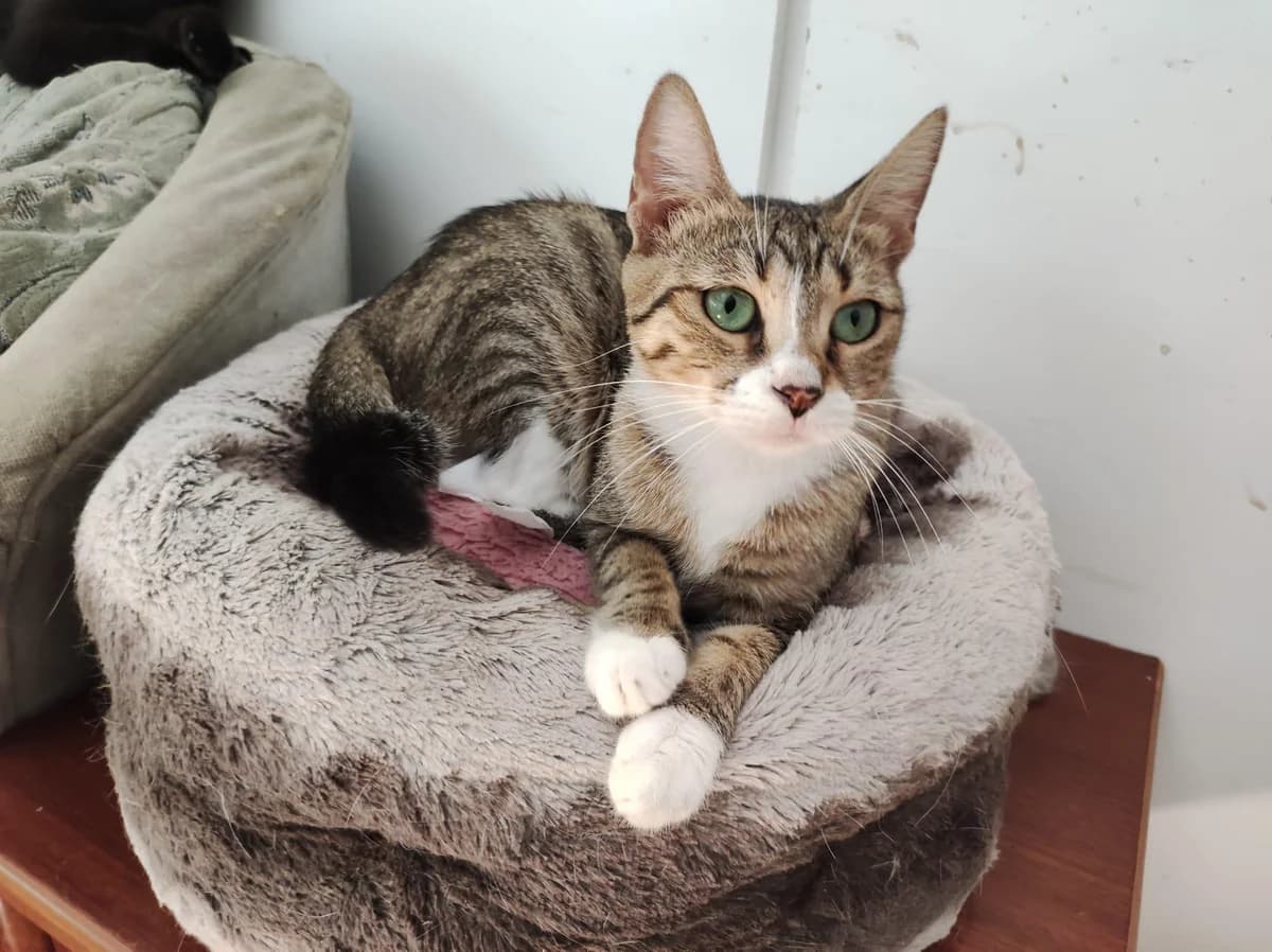Damara 🐾, weiss female young mixed breed for adoption at Heroes for Cyprus Cats / Zypernkatzen, Kirchheim bei München