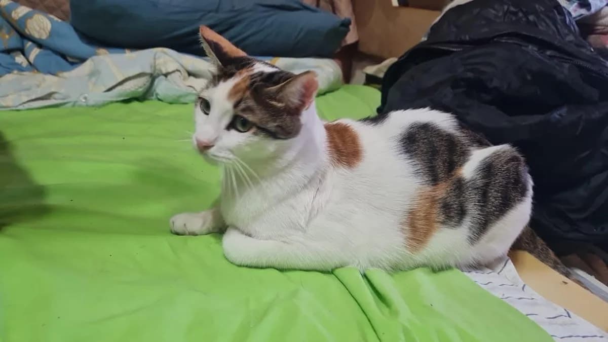 Dasha 🐾 die sanfte Tricolor, female young mixed breed for adoption at Heroes for Cyprus Cats / Zypernkatzen, Kirchheim bei München