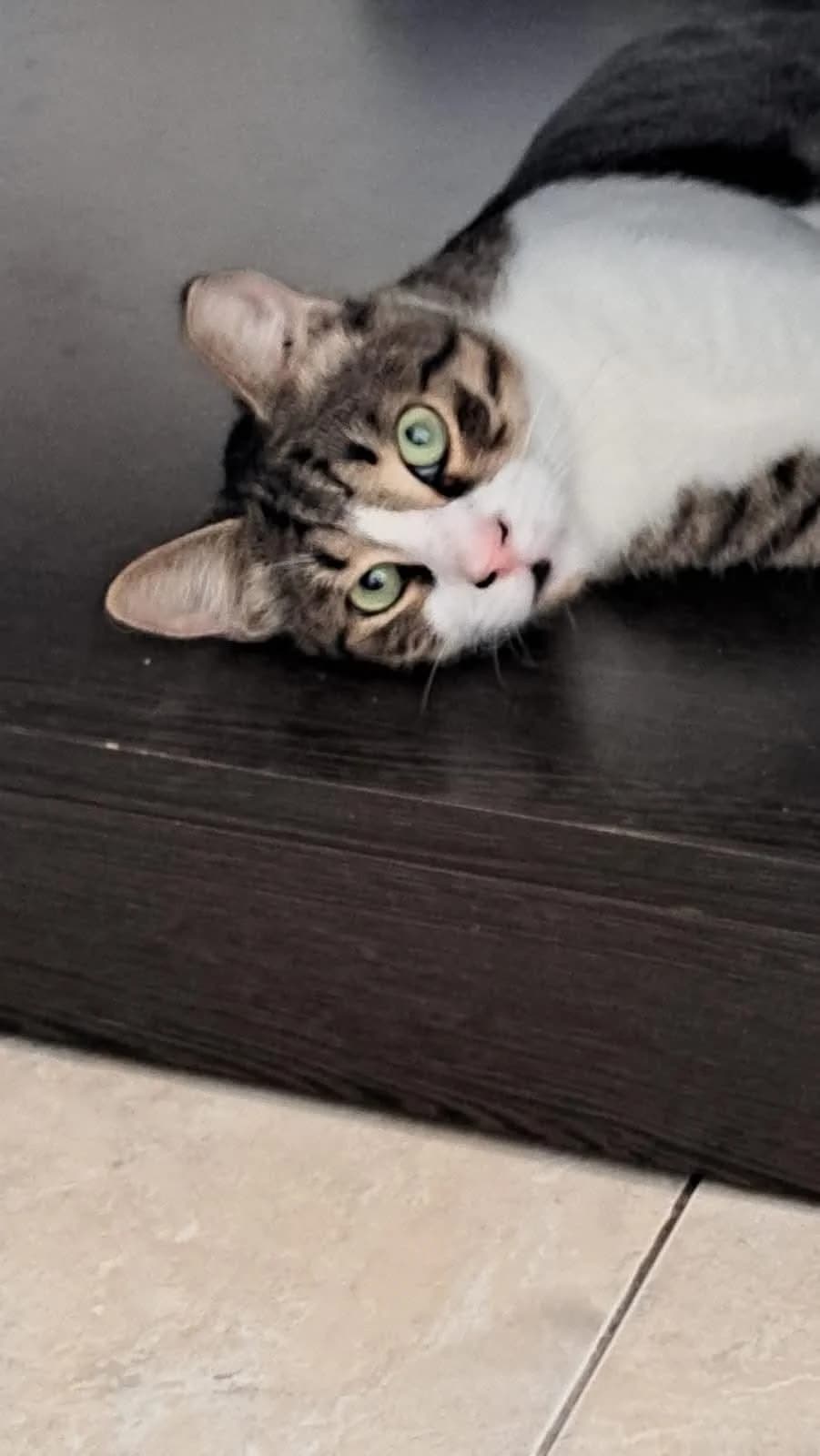 Rendy 🐾 wurde gemobbt, male 3yo mixed breed for adoption at Heroes for Cyprus Cats / Zypernkatzen, Kirchheim bei München
