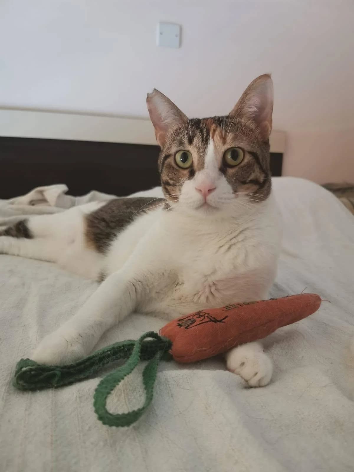 Mona, female 3yo mixed breed for adoption at Heroes for Cyprus Cats / Zypernkatzen, Kirchheim bei München