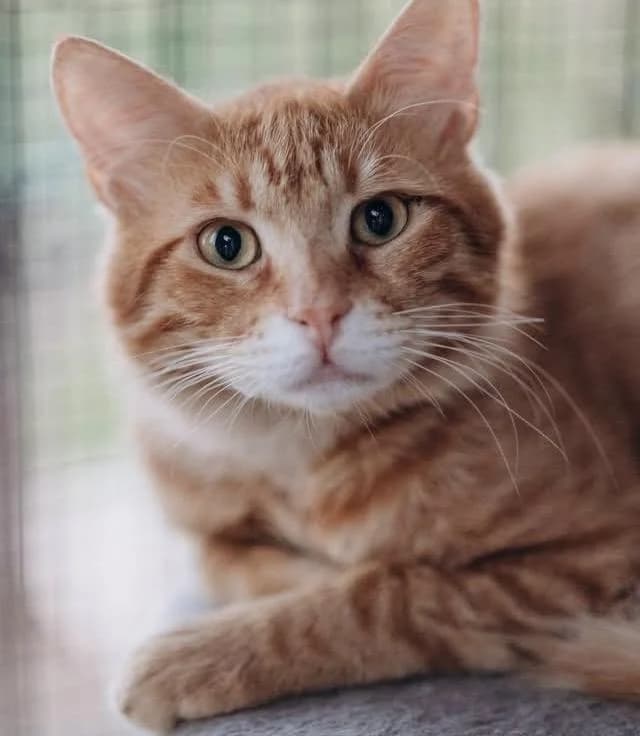 Benny 🐾, male young mixed breed for adoption at Heroes for Cyprus Cats / Zypernkatzen, Kirchheim bei München