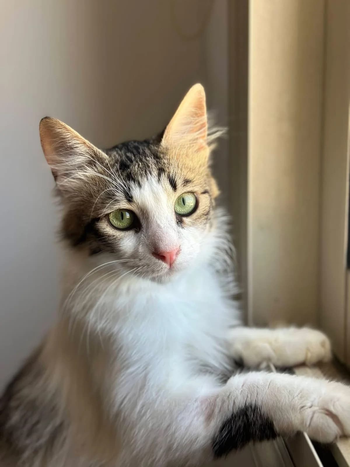 Trodo ðŸ�¾ mÃ¶chte sein Zuhause finden,  young mixed breed for adoption at Heroes for Cyprus Cats / Zypernkatzen, Kirchheim bei München