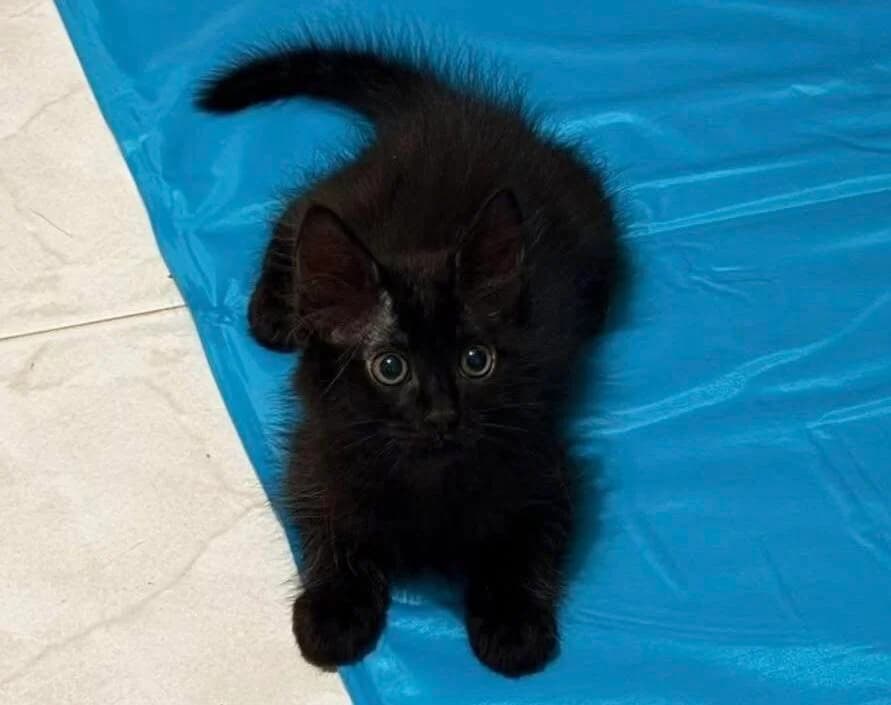 Bronx ðŸ�¾, male puppy mixed breed for adoption at Heroes for Cyprus Cats / Zypernkatzen, Kirchheim bei München