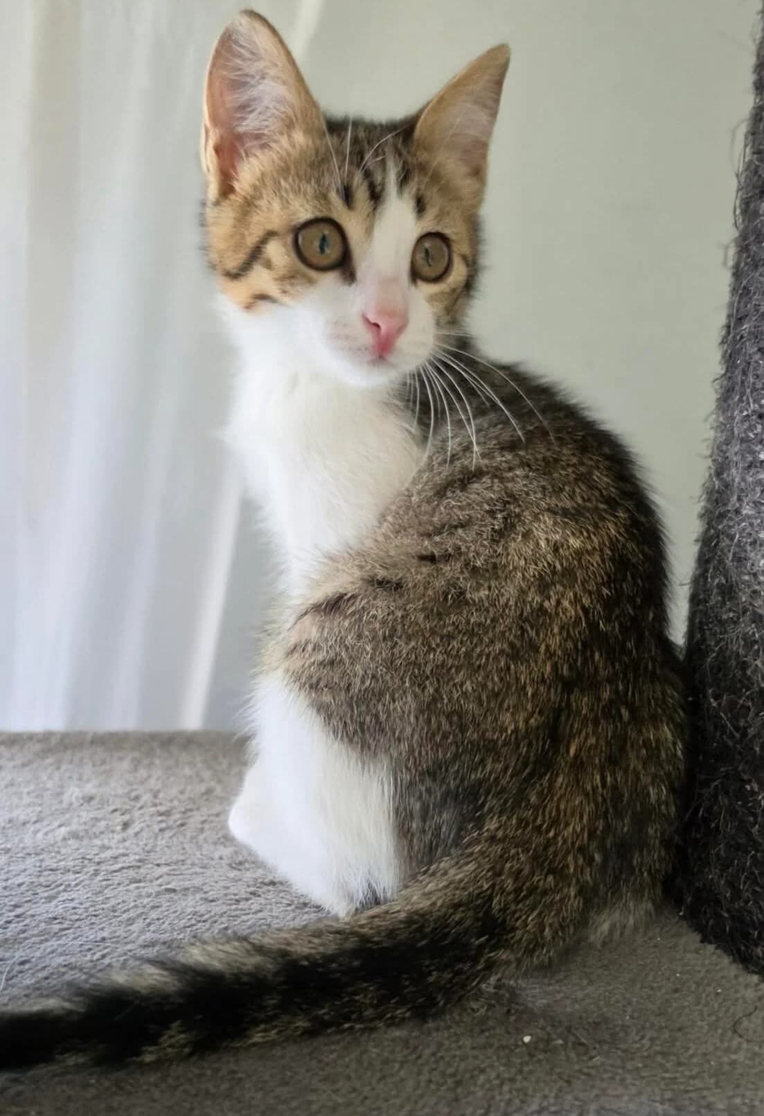 Bonny 🐾 die fröhliche Spielpartnerin, female puppy mixed breed for adoption at Heroes for Cyprus Cats / Zypernkatzen, Kirchheim bei München
