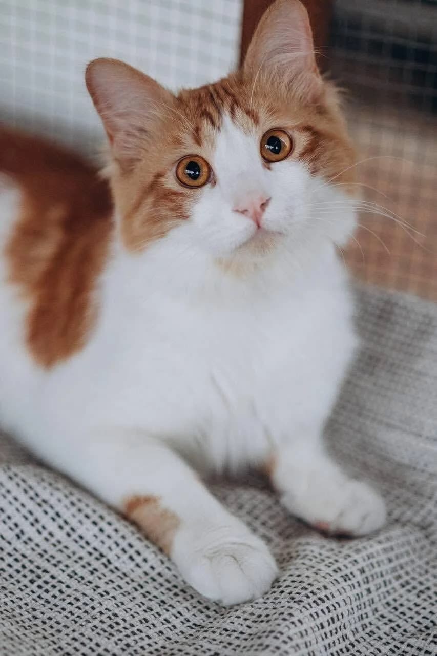 Murzik ðŸ�¾ Minikater mit Herz,  young mixed breed for adoption at Heroes for Cyprus Cats / Zypernkatzen, Kirchheim bei München