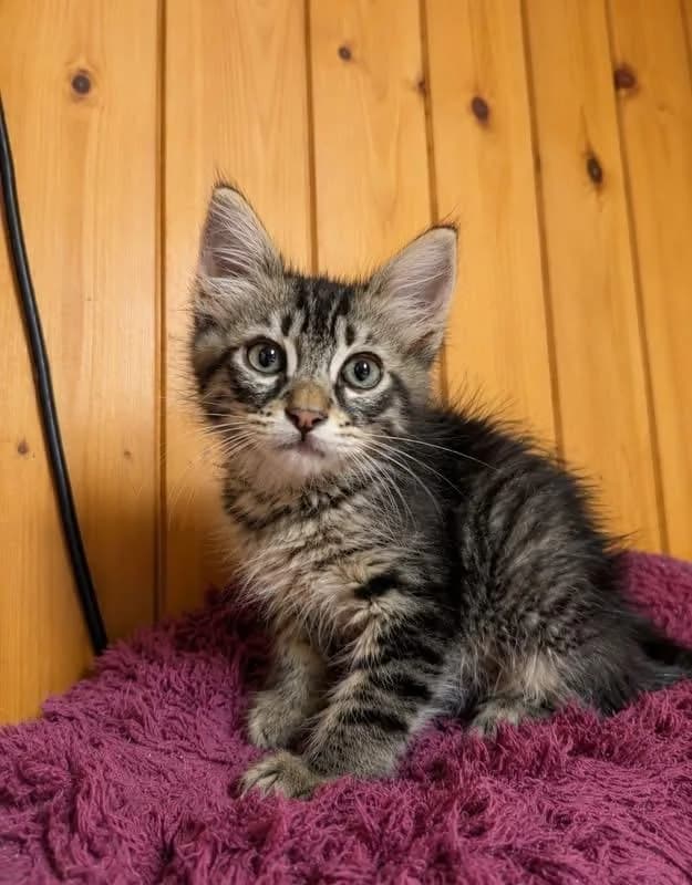 Kenzitto 🐾 der Oldtimer, male puppy mixed breed for adoption at Heroes for Cyprus Cats / Zypernkatzen, Kirchheim bei München