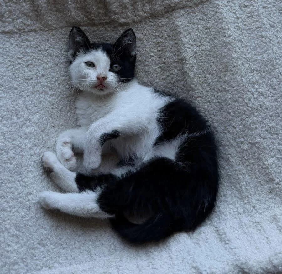 Harvey 🐾 der Entdecker, male puppy mixed breed for adoption at Heroes for Cyprus Cats / Zypernkatzen, Kirchheim bei München