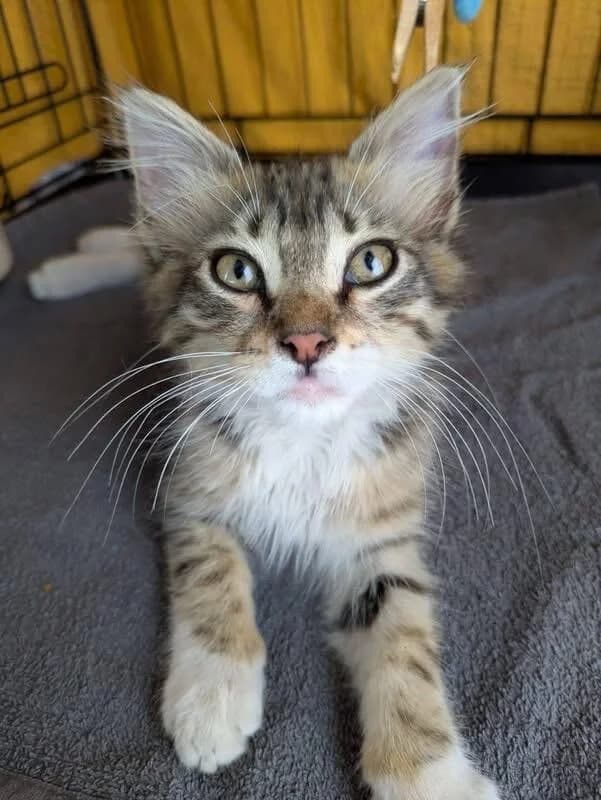 Yuntik 🐾, male puppy mixed breed for adoption at Heroes for Cyprus Cats / Zypernkatzen, Kirchheim bei München