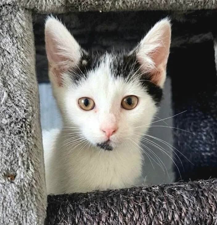 Destiny 🐾 die Genießerin, female puppy mixed breed for adoption at Heroes for Cyprus Cats / Zypernkatzen, Kirchheim bei München