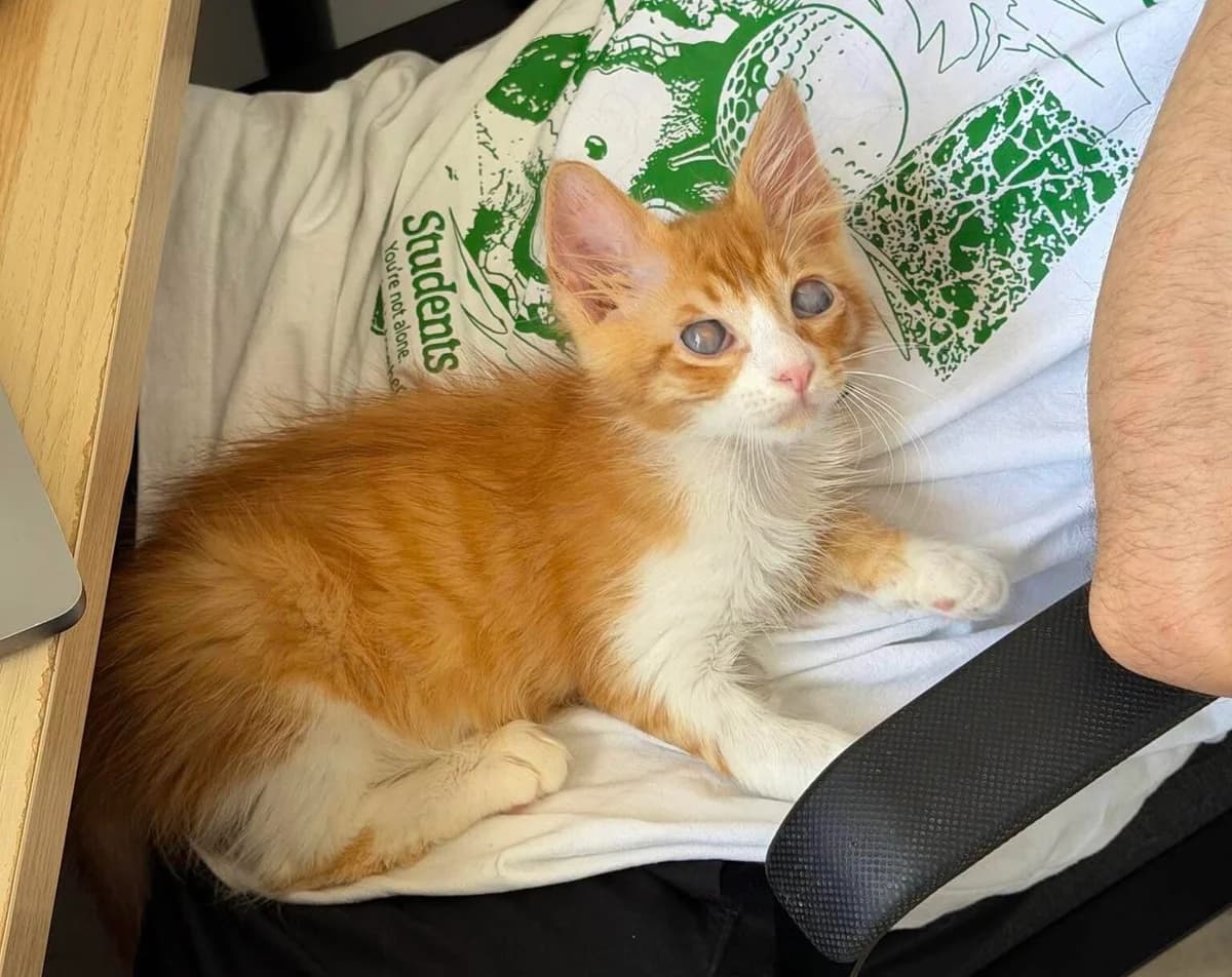Vision 🐾 hat eine Vision, male puppy mixed breed for adoption at Heroes for Cyprus Cats / Zypernkatzen, Kirchheim bei München
