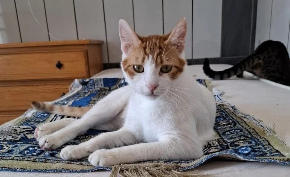 Peanut 🐾 kleiner Abenteurer, male young mixed breed for adoption at Heroes for Cyprus Cats / Zypernkatzen, Kirchheim bei München