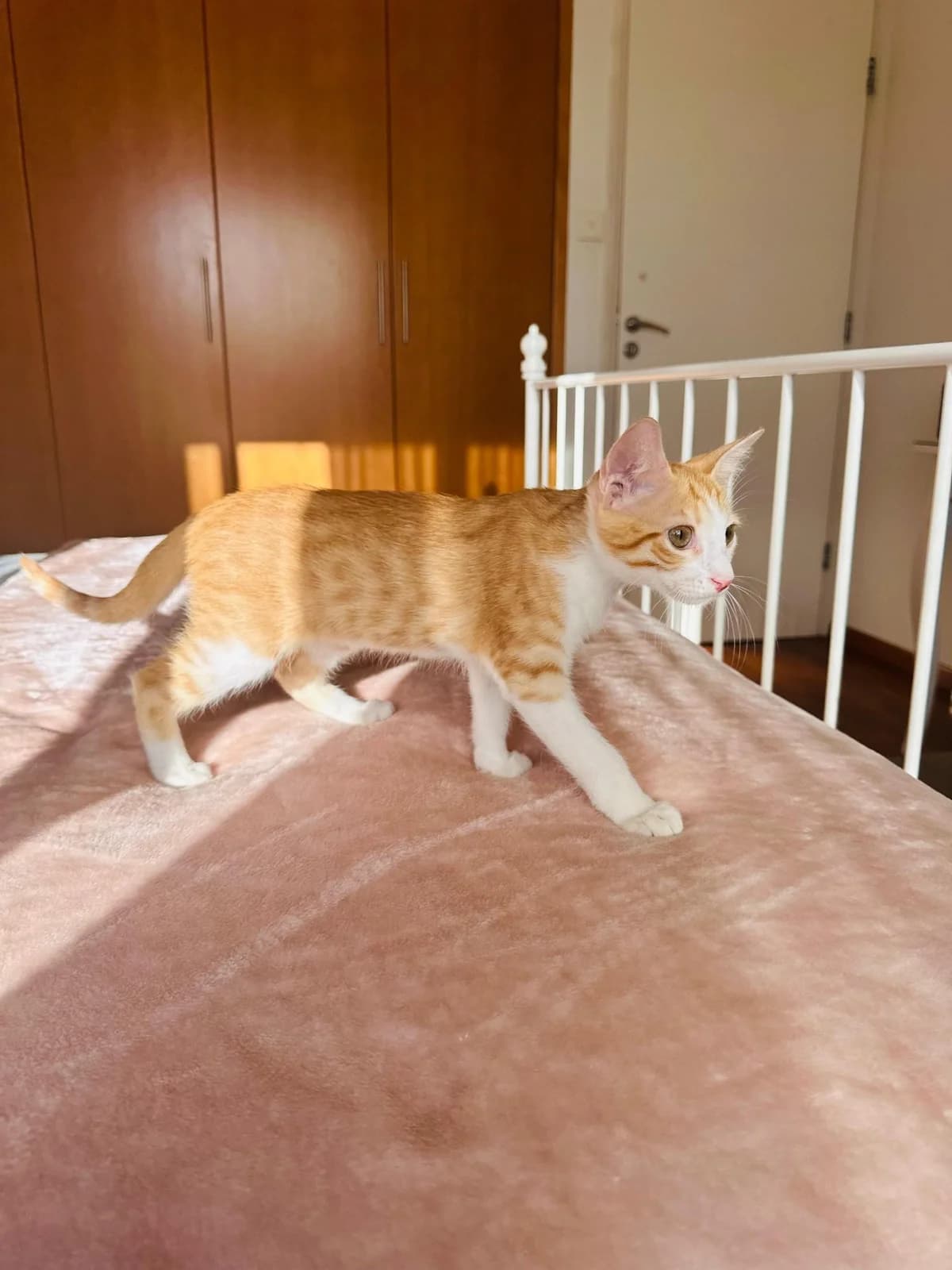 Osmo 🐾 einfach unkompliziert, male young mixed breed for adoption at Heroes for Cyprus Cats / Zypernkatzen, Kirchheim bei München