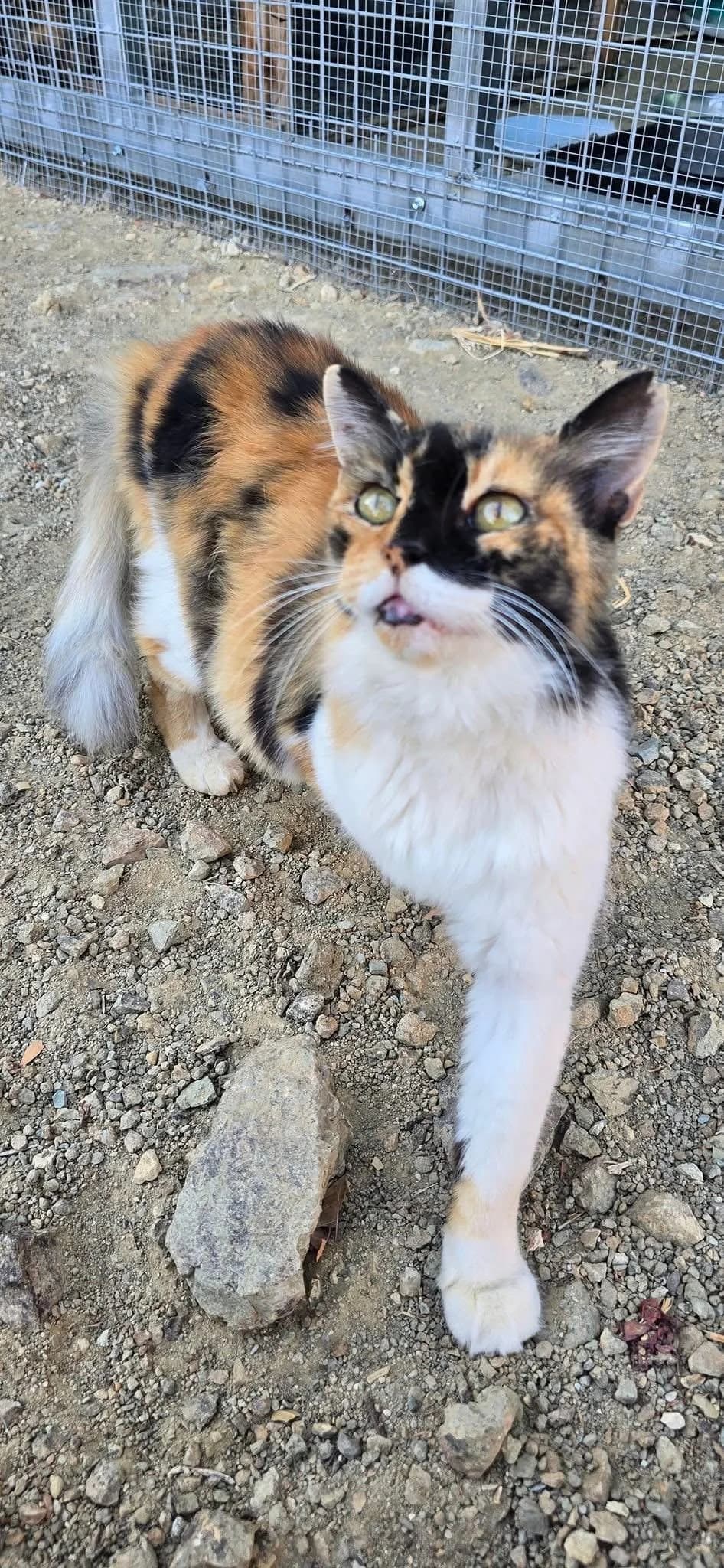 Montana geht mit dir durch Dick und Dünn, female 4yo mixed breed for adoption at Heroes for Cyprus Cats / Zypernkatzen, Kirchheim bei München