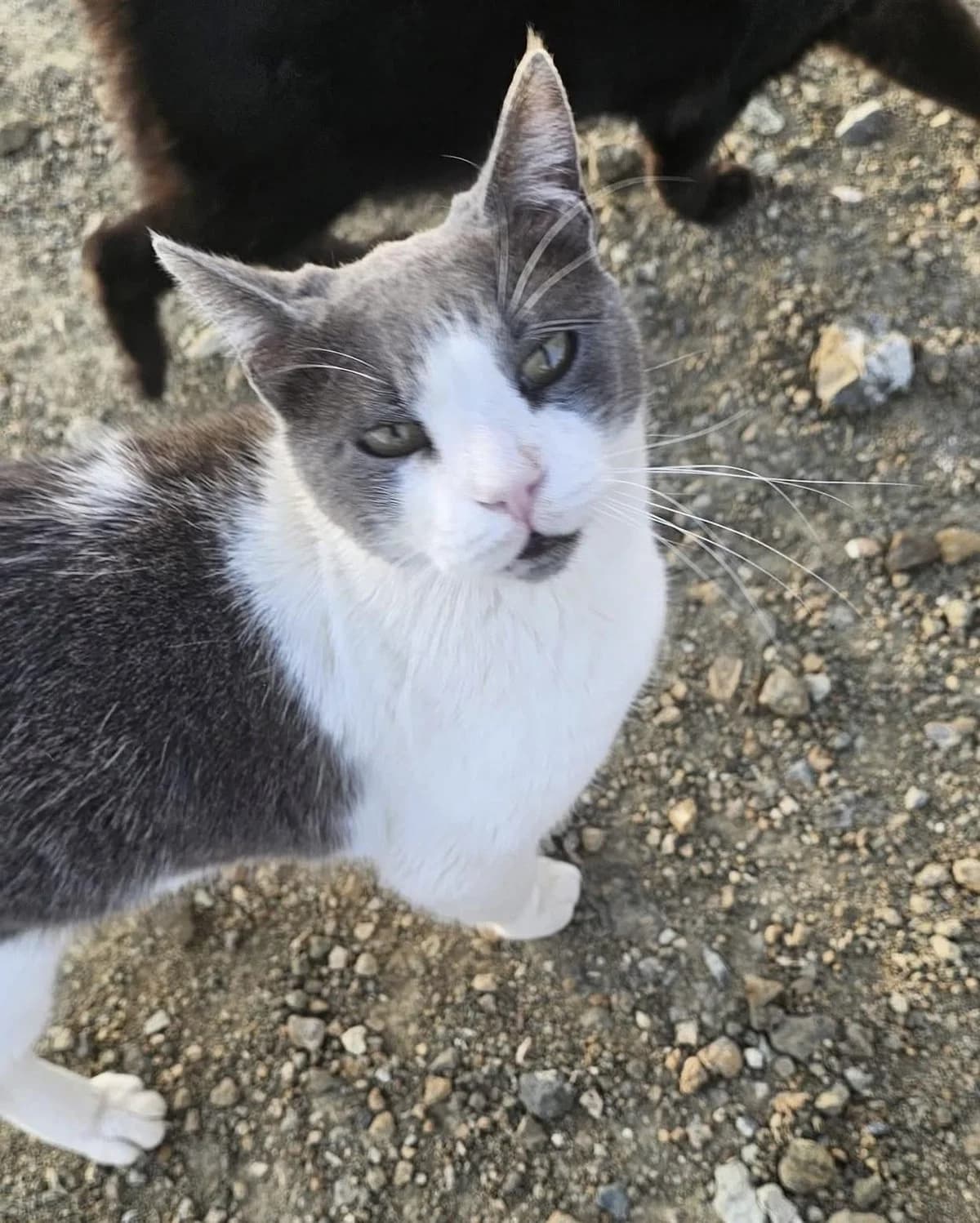 Maggy 🐾 Dame im besten Alter, female senior mixed breed for adoption at Heroes for Cyprus Cats / Zypernkatzen, Kirchheim bei München